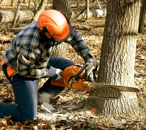 Tree Removal in Aurora, IN